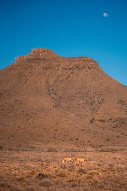 İki Hartebeest Burnu (sigmoceros lichtensteinii) Karoo 'nun kuru ovalarında bir dağın arka planında otlar. Batı Burnu, Güney Afrika