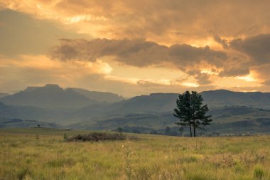 Drakensberg 'in merkezinde Winterton, KwaZulu-Natal, Güney Afrika yakınlarındaki bir panoramik Champagne Castle dağı ve çevresindeki mavi tepeler çimenli ön planda ve sarı günbatımında.