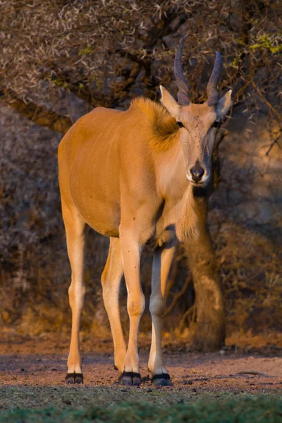 Egy Magányos Eland Taurotragus Oryx Áll Kamerával Szemben Arany Késő — Stock Fotó