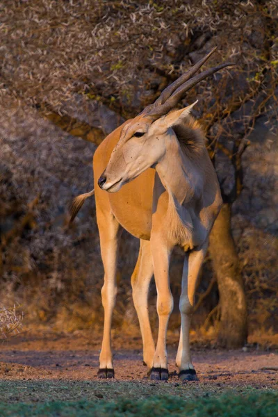 Eland Solitaire Taurotragus Oryx Debout Dans Soleil Doré Fin Après — Photo