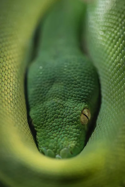 Close Cabeça Uma Pitão Árvore Verde Australiana Morelia Viridis Descansando — Fotografia de Stock