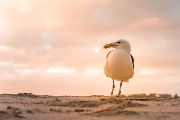 Одна Чайка Келп Larus Dominicanus Стоящая Одной Ноге Пляже Залива — стоковое фото