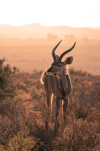 Long Jeune Kudu Mâle Tragelaphus Strepsiceros Debout Dans Herbe Sèche — Photo