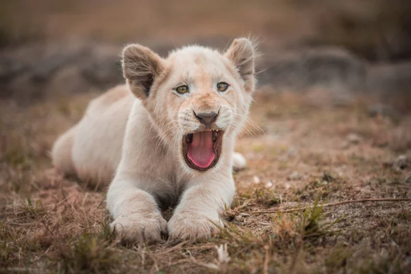 Ziewająca Biała Lwica Leo Panthera Leżąca Trawie Skierowanej Stronę Kamery — Zdjęcie stockowe
