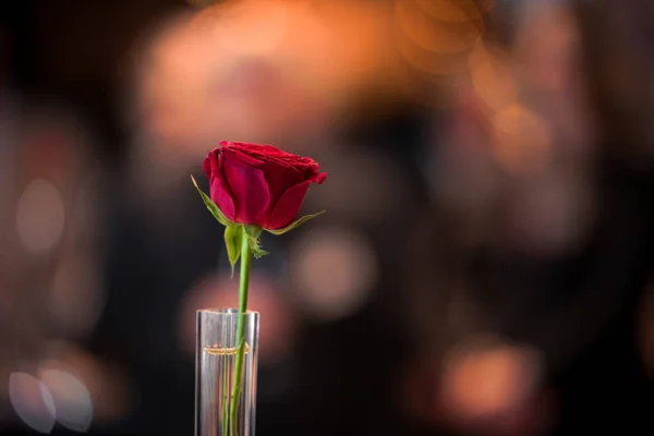 Eine Einzelne Rote Rose Einem Glas Vor Dunklem Hintergrund Der — Stockfoto