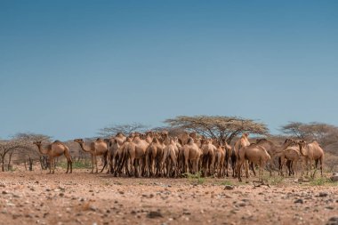 Kenya 'nın kuzeyindeki kurak Kaisut Çölü' nde, Marsabit yakınlarında bulunan geleneksel bir göçebe kabileye ait, bulutsuz mavi gökyüzü altında bir deve sürüsünün güneşli bir görüntüsü.
