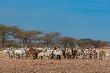 Geleneksel göçebe klanına ait bir çöl keçisi sürüsü, güneşli mavi bir gökyüzünün altında kumlu bir açıklıkta duruyor. Kenya 'nın kuzeyindeki Kaisut Çölü' nde Marsabit yakınlarında yer almaktadır.