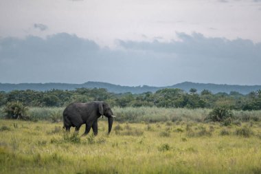 Batı kıyısındaki Isimangaliso Wetland Park, St. Lucia, Güney Afrika 'da yalnız bir Afrika fili otların arasında yürüyor.
