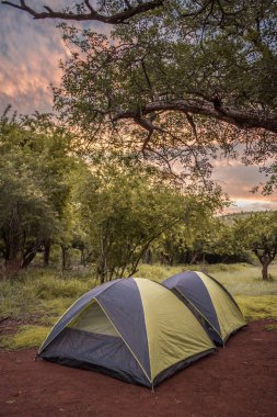 Gün batımında Umkhuze Oyun Rezervi, Isimangaliso Wetland Park, Güney Afrika 'da bir ağacın altında kamp alanında iki çadır kuruldu.