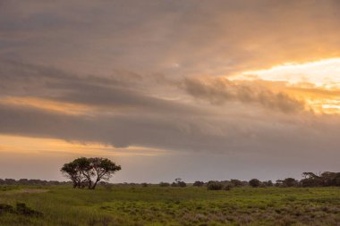 Isimangaliso Wetland Park, Güney Afrika 'daki St. Lucia Gölü' nün batı kıyısındaki bir ağaçta güneş batıyor.