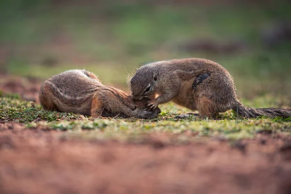 친구를 손질하는 다람쥐 — 스톡 사진