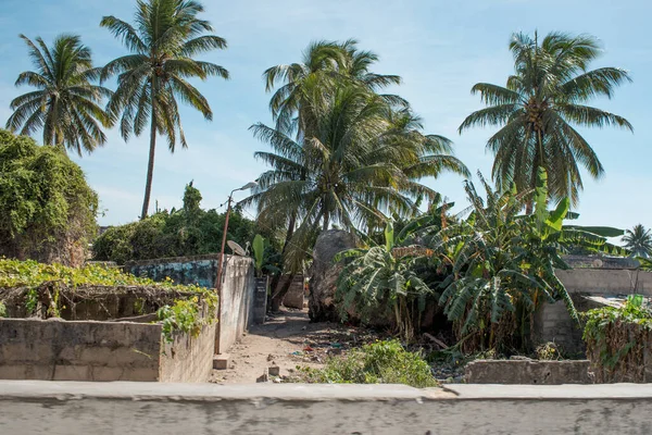Palmeras Edificios Chabolas Abarrotados Enredaderas Ciudad Playera Isla Mozambique Ilha — Foto de Stock