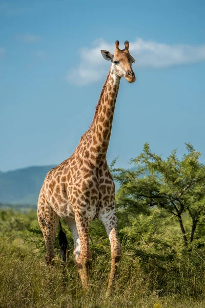 Una Giraffa Cammina Verso Macchina Fotografica Nella Riserva Naturale Umkhuze — Foto Stock