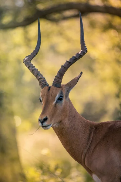 Tête Cou Les Épaules Mâle Impala Umkhuze Game Reserve Isimangaliso — Photo