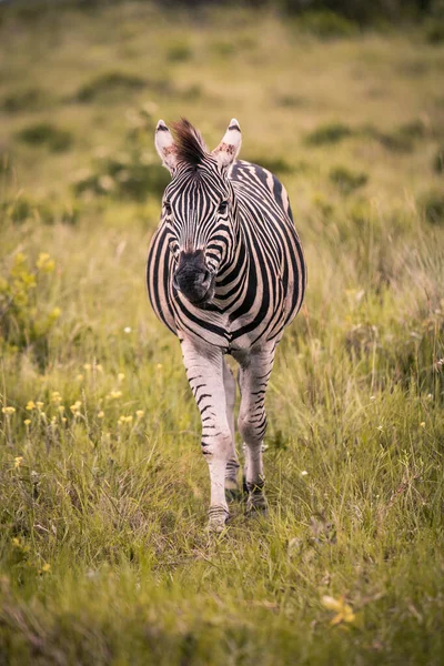 Samotna Zebra Idzie Przez Wysoką Trawę Kierunku Kamery Rezerwacie Western — Zdjęcie stockowe