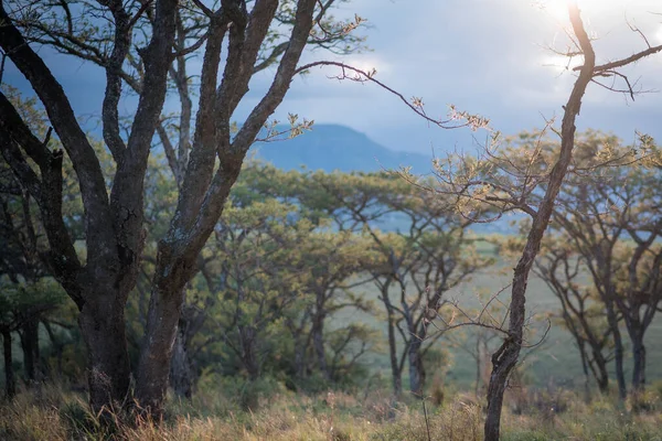 Мечтательный Вечер Солнце Освещает Лесной Поход Горах Drakensberg Южная Африка — стоковое фото