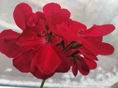  Erken bahar, temiz bahar havası, güzel manzara, bahar çimeni, doğa, çiçekler, saksı