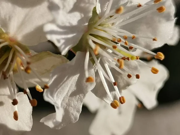 Warmer Vorfrühling Farbige Blütenkirschen Ein Wunderbarer Duft Von Wärme Und — Stockfoto