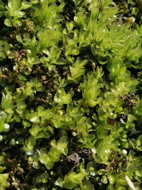 Orman çayırı, ormanda güzel bir bahar, sıcak günler, güzel bahar çiçekleri.