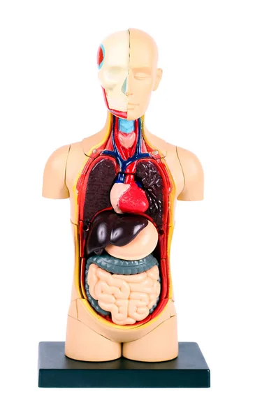 Model ciała ludzkiego z tworzywa sztucznego — Zdjęcie stockowe