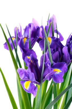 Iris mor çiçekler 