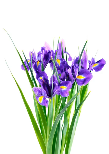 Purple iris flowers — Stock Photo, Image