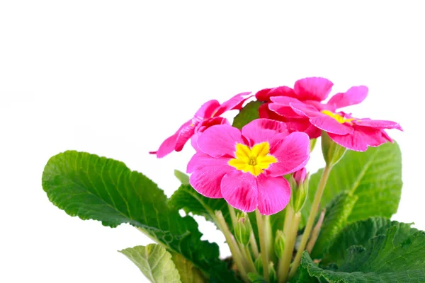 Primula flower with leaves — Stock Photo, Image