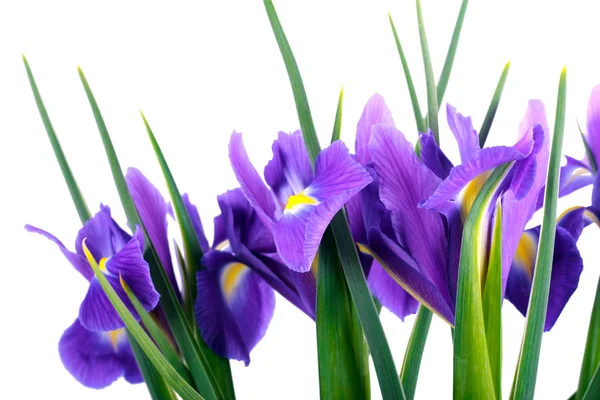 Фиолетовые цветы Iris — стоковое фото
