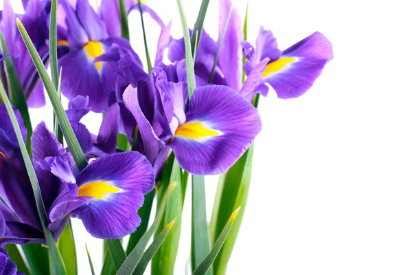 Purple iris flowers Stock Photo