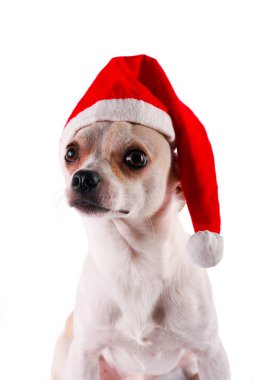 Noel Baba şapkası küçük köpek chihuahua 