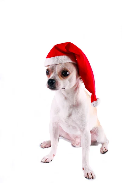 Pequeño perro chihuahua en un sombrero de Santa —  Fotos de Stock