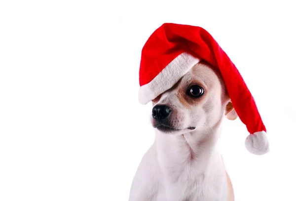 Pequeno cachorro chihuahua em um chapéu de Papai Noel — Fotografia de Stock