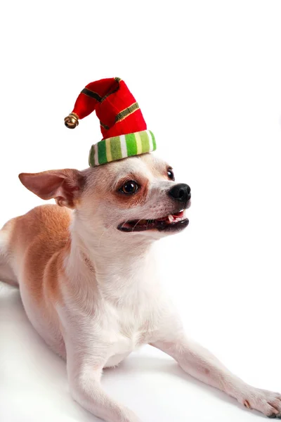 Pequeno cachorro chihuahua em um chapéu de Papai Noel — Fotografia de Stock