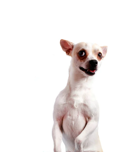 Cute funny dog chihuahua — Stock Photo, Image