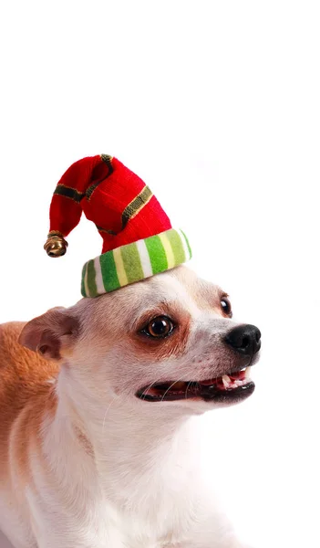 Pequeno cachorro chihuahua em um chapéu de Papai Noel — Fotografia de Stock