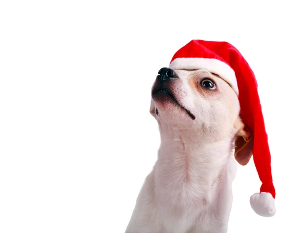 Pequeno cachorro chihuahua em um chapéu de Papai Noel — Fotografia de Stock