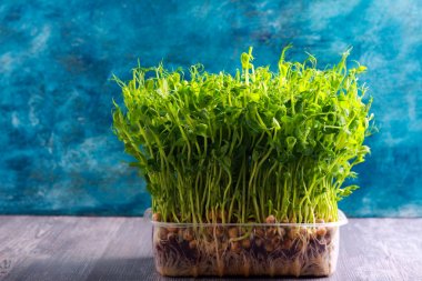 Bezelye sebze, microgreen lahanası 