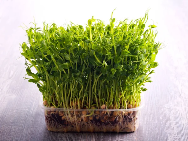 Klíčky z hrachu zeleniny, microgreen — Stock fotografie