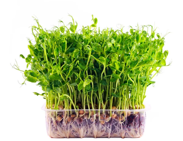 Klíčky z hrachu zeleniny, microgreen — Stock fotografie