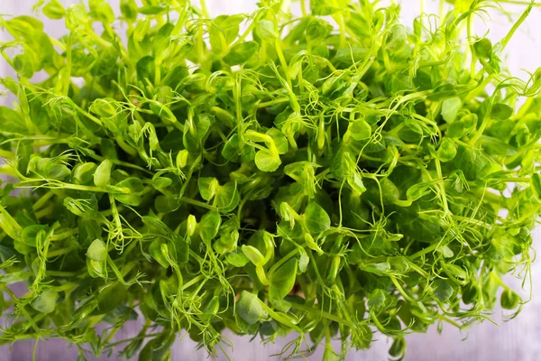 Klíčky z hrachu zeleniny, microgreen — Stock fotografie