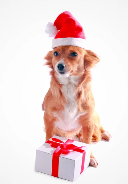 Niedlicher kleiner Hund mit Geschenk — Stockfoto