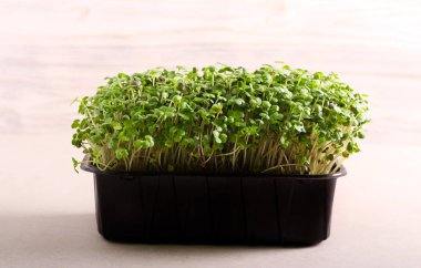 Mikro otlar, tere salatası. 