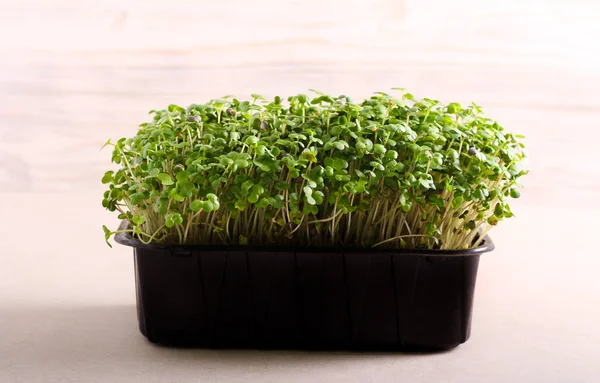 Salada de agrião de ervas micro — Fotografia de Stock
