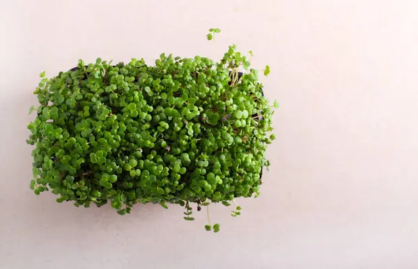 Micro herbs cress salad