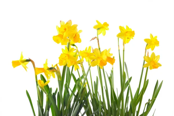Daffodils Flores Sobre Fundo Branco — Fotografia de Stock