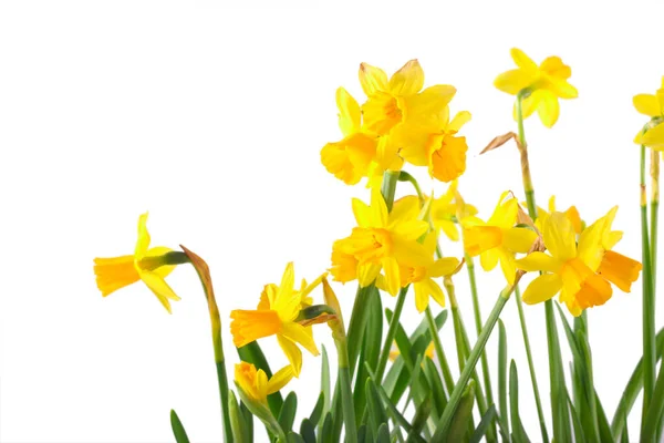 Daffodils Flores Sobre Fundo Branco — Fotografia de Stock