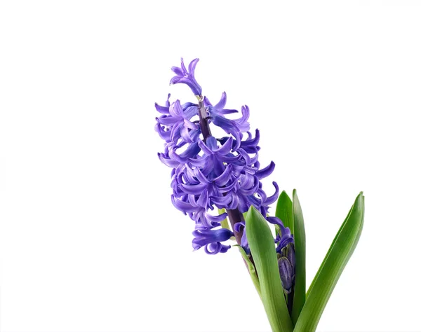 Purple Hyacinth Flower White Background — Stock Photo, Image