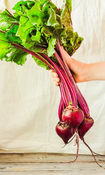 Raw organic beetroot with leaves in a hand on a white rustic bac — Stock Photo, Image