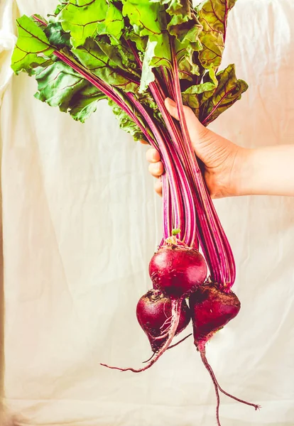 Raw organic beetroot with leaves in a hand. Autumn vegetable.Ton — Stock Photo, Image