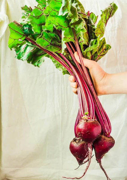 Ham organik kırmızı pancar ile bir elinde bir beyaz rustik bac üzerinde bırakır.